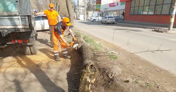 В Ижевске убирают аварийные деревья вдоль автомобильных дорог и тротуаров