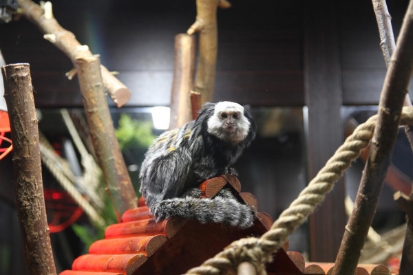 В Зоопарке Удмуртии поселилась новая обезьяна