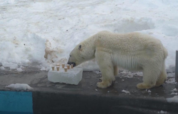 В Зоопарке Удмуртии прибавление - белая медведица Шайна вышла из зоны карантина