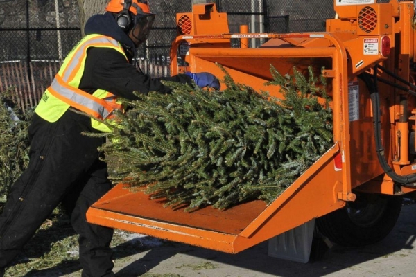 После новогодних праздников жители Ижевска смогут сдать живую елку на переработку