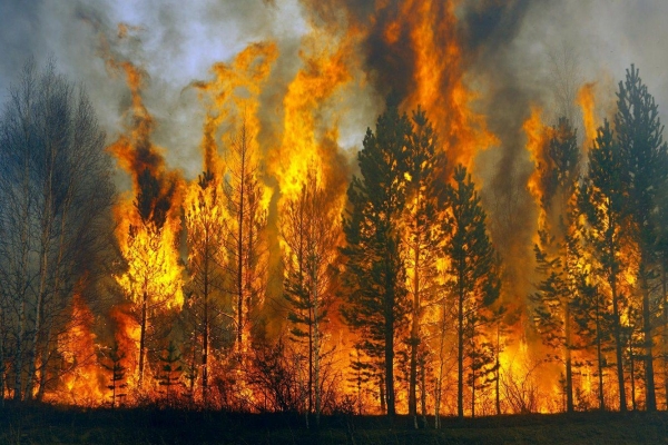 С 1 мая в лесах Удмуртии вводят особый противопожарный режим