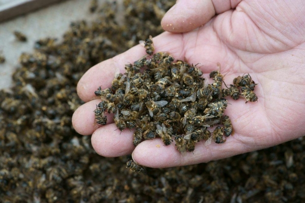 Два уголовных дела в связи с массовой гибелью пчел возбудили в России