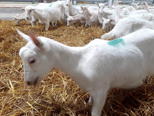 800 голландских коз привезли на экоферму в Удмуртии