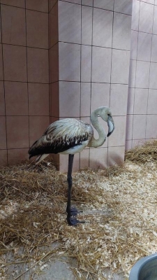 В Ижевском зоопарке появился спасенный розовый фламинго