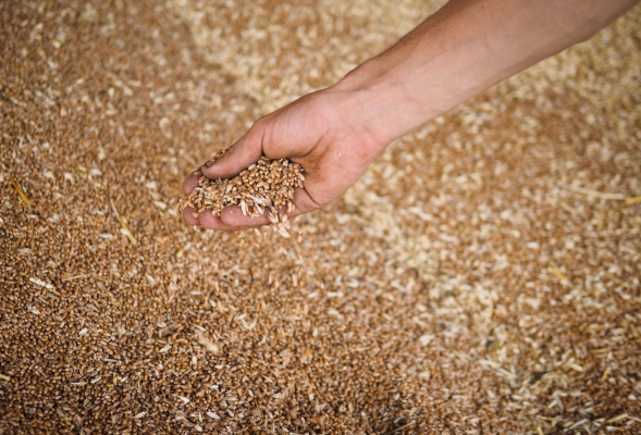 Минсельхоз Удмуртии принял ряд мер для стабилизации рынка зерна в республике
