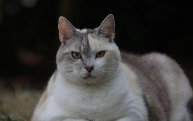 Страдающих ожирением котов начнут лечить в России