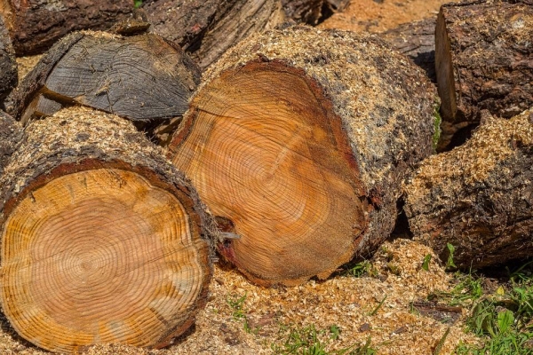 В Удмуртии вырубали лес на территории, зарегистрированной под видом земель сельхозназначения