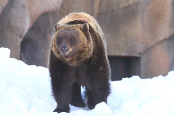 1 февраля главному постояльцу Зоопарка Удмуртии медведю Гоше исполнилось 16 лет