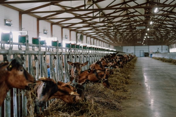 Фермеры Удмуртии освоили производство французских козьих сыров 